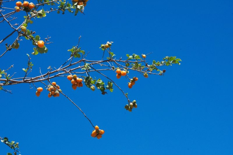 Cordia seleriana, photographed by adel-fridus