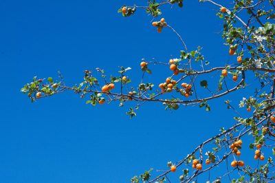 Cordia seleriana, photographed by adel-fridus