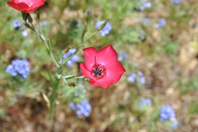 Linum grandiflorum, photographed by Diane Appel