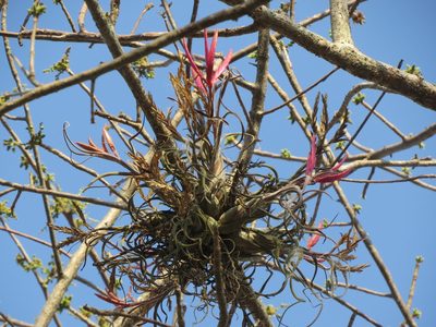 Tillandsia caput-medusae, photographed by Francisco Emilio Roldán Velasco