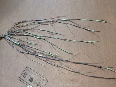 Sporobolus neglectus, photographed by Étienne Lacroix-Carignan