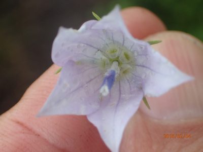 Wahlenbergia cuspidata, photographed by Peter Warren