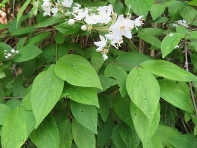 Deutzia scabra, photographed by Marco Mussita