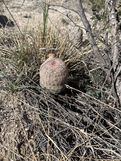 Echinocereus rigidissimus, photographed by CK2AZ