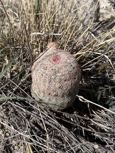 Echinocereus rigidissimus, photographed by CK2AZ