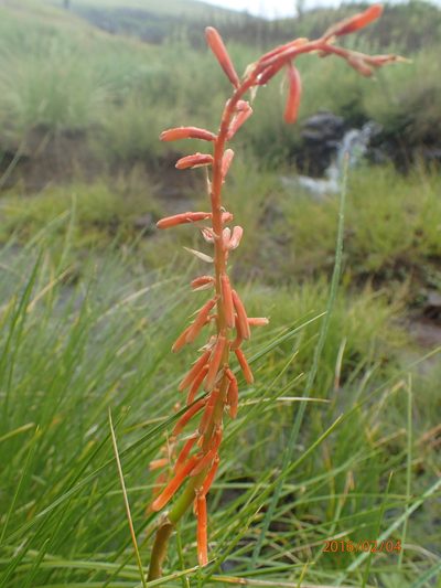 Kniphofia angustifolia, photographed by Peter Warren