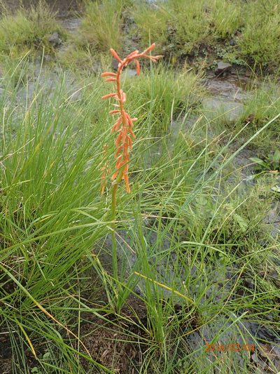 Kniphofia angustifolia, photographed by Peter Warren