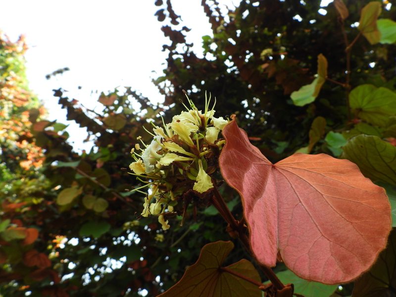 Phanera aureifolia, photographed by Utain Pummarin