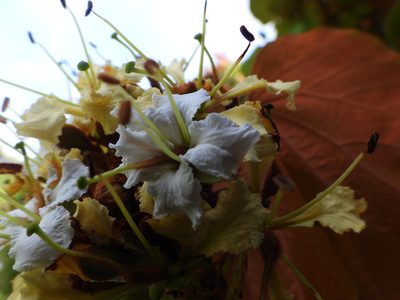 Phanera aureifolia, photographed by Utain Pummarin