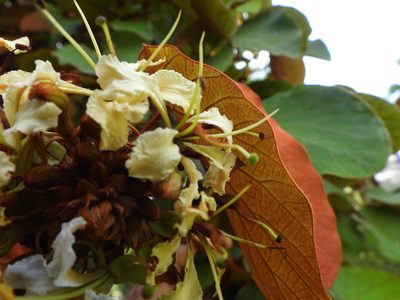 Phanera aureifolia, photographed by Utain Pummarin