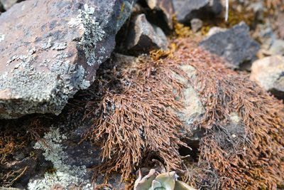 Pseudobraunia californica, photographed by paulexcoff