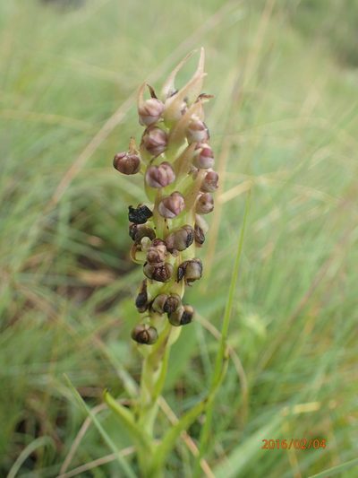 Corycium nigrescens, photographed by Peter Warren