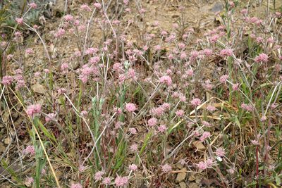 Chorizanthe membranacea, photographed by paulexcoff