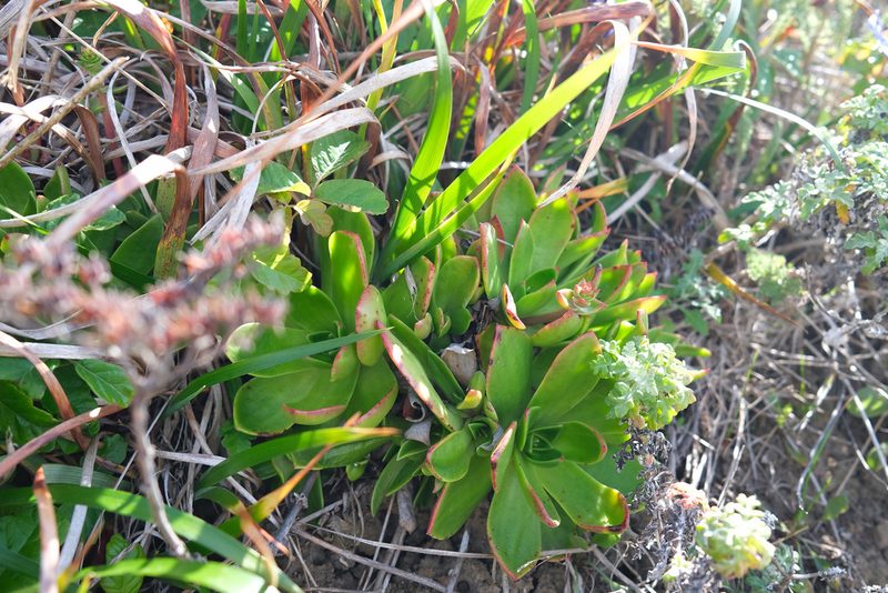 Dudleya palmeri, photographed by paulexcoff