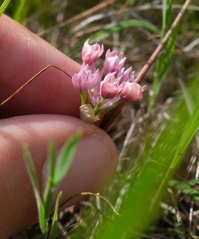 Allium hickmanii, photographed by paulexcoff