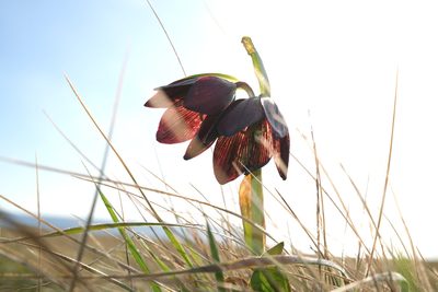 Fritillaria biflora, photographed by paulexcoff