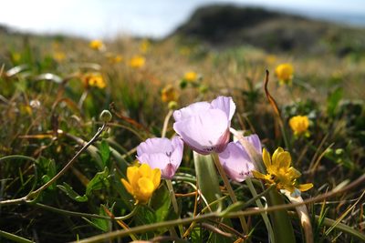 Calochortus uniflorus, photographed by paulexcoff