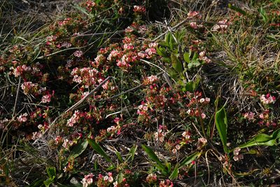 Acmispon cytisoides, photographed by paulexcoff