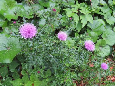 Cirsium japonicum, photographed by Marco Mussita