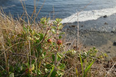 Ceanothus maritimus, photographed by paulexcoff