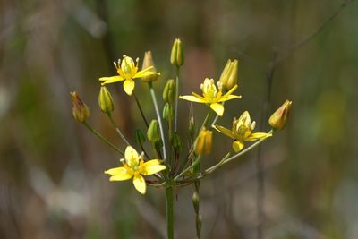 Bloomeria clevelandii, photographed by Madeleine Claire