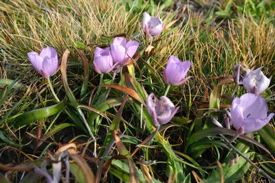 Calochortus uniflorus, photographed by paulexcoff