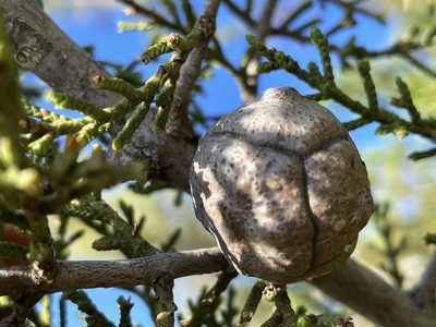 Hesperocyparis forbesii, photographed by Madeleine Claire