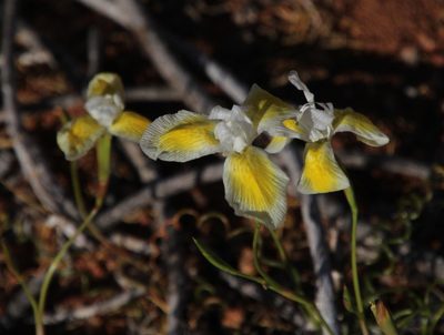 Moraea serpentina, photographed by Tony Rebelo