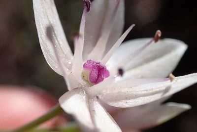 Allium praecox, photographed by Madeleine Claire