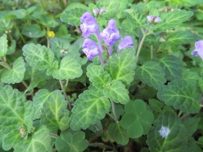 Scutellaria indica, photographed by Marco Mussita