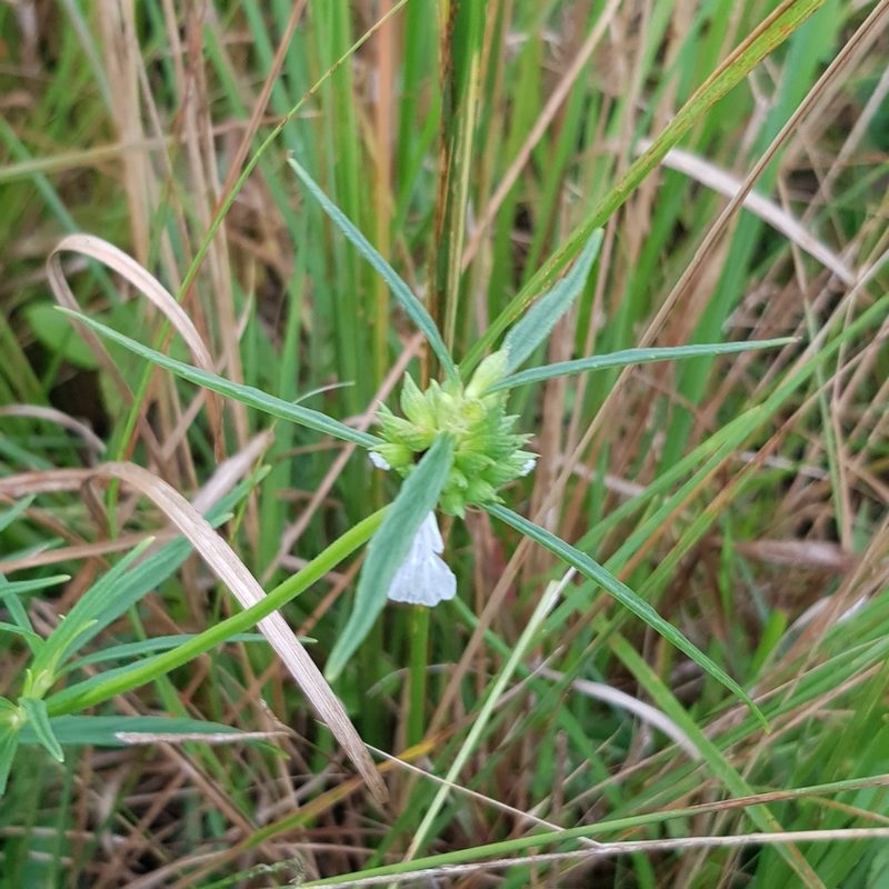 Leucas lavandulifolia, photographed by Margaret Burger