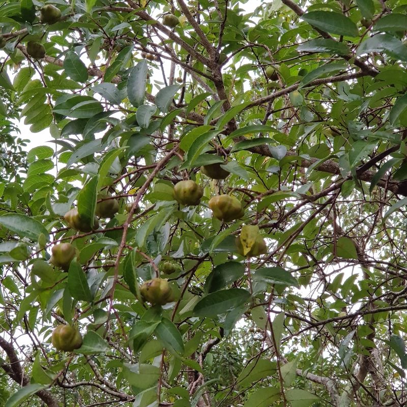 Sclerocroton integerrimus, photographed by Margaret Burger