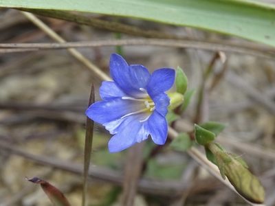 Gentiana loureiroi, photographed by Toby Y