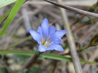 Gentiana loureiroi, photographed by Toby Y