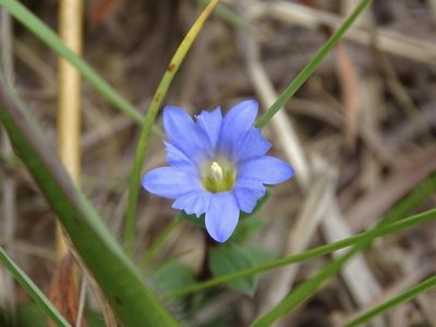 Gentiana loureiroi, photographed by Toby Y