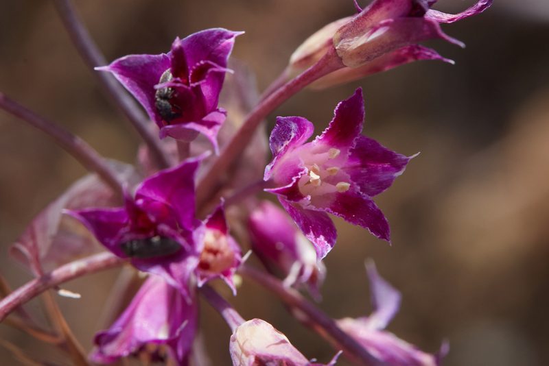 Allium crispum, photographed by Ken-ichi Ueda