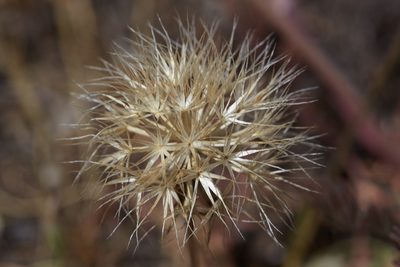 Microseris sylvatica, photographed by Ken-ichi Ueda