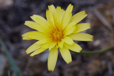 Microseris sylvatica, photographed by Ken-ichi Ueda