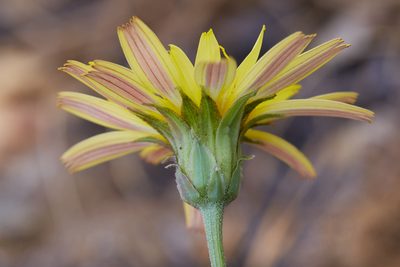 Microseris sylvatica, photographed by Ken-ichi Ueda