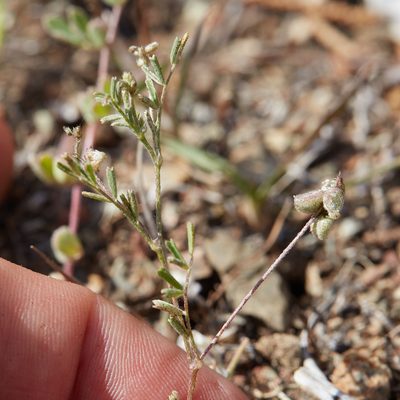 Astragalus gambelianus, photographed by Ken-ichi Ueda