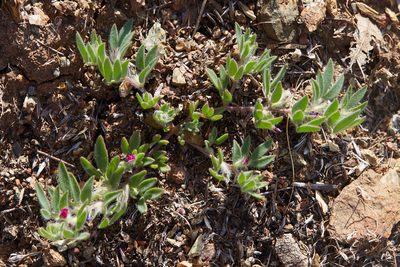 Acmispon rubriflorus, photographed by Ken-ichi Ueda