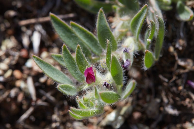 Acmispon rubriflorus, photographed by Ken-ichi Ueda