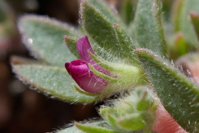 Acmispon rubriflorus, photographed by Ken-ichi Ueda
