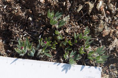 Acmispon rubriflorus, photographed by Ken-ichi Ueda