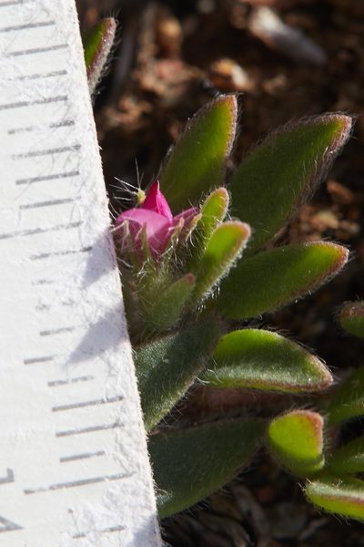 Acmispon rubriflorus, photographed by Ken-ichi Ueda