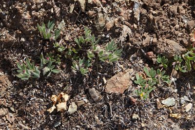 Acmispon rubriflorus, photographed by Ken-ichi Ueda