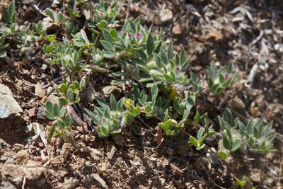 Acmispon rubriflorus, photographed by Ken-ichi Ueda