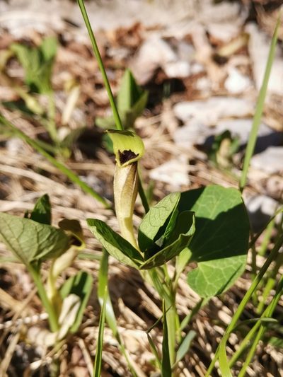 Aristolochia pallida, photographed by Ljaž