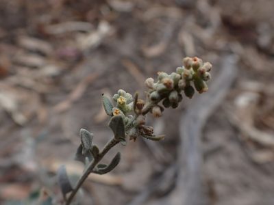 Chenopodium spinescens, photographed by Nina Kerr