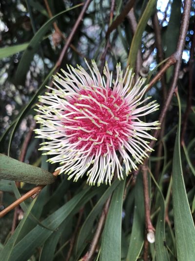 Hakea laurina, photographed by James